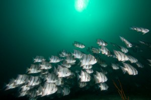 Credit: Greg McFall & NOAA via Flickr